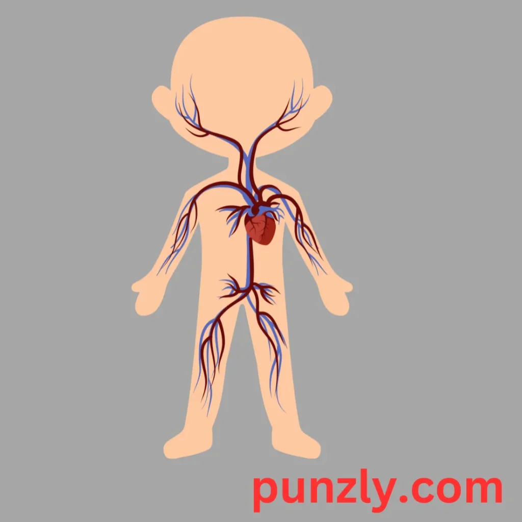 Blood Circulation Jokes for Kids